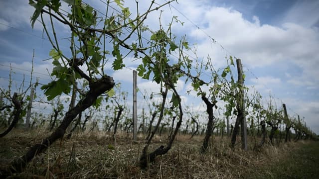Une vigne dévastée par la grêle à Castelnau d'Auzan Labarrere dans le Gers, le 6 juin 2022