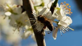 La saison des allergies au pollen a débuté. 