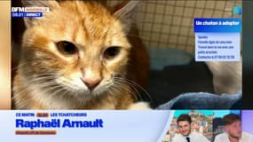 Le Café des Animaux: Spooky, jeune femelle de cinq mois à adopter
