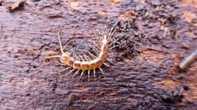 Un mille-pattes Lithobie bariolé, "Lithobius variegatus", espèce placée comme "quasi menacée" lundi 17 juin 2025.