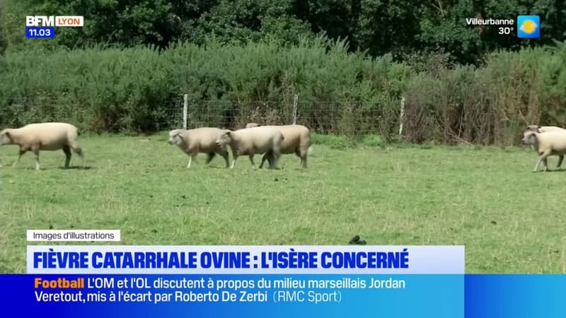 La fièvre catarrhale ovine touche aussi l'Isère