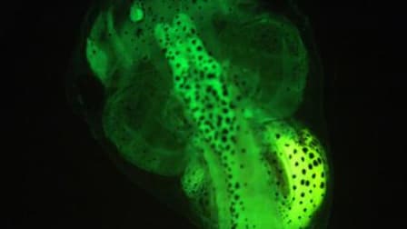 Watchfrog crée donc des larves d’amphibiens mais aussi d’alevins qui deviennent fluorescents au contact des produits chimiques. Les mesures peuvent se faire sur site.
