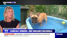 Canicule: "Tous les animaux sont aussi impactés", explique la journaliste et vétérinaire Hélène Gateau