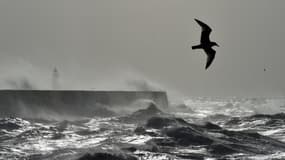 Des vagues s'écrasent contre la côte (image d'illustration)