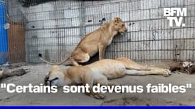 Gaza: les animaux du zoo sont aussi victimes du manque de nourriture