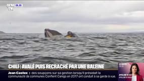 Chili: un kayakiste avalé puis recraché par une baleine
