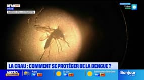 Cas de dengue dans le Var: comment se protéger des moustiques?