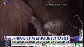 Naissance d'un bébé orang-outan au Jardin des Plantes