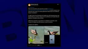 Capture du post X du député de Paris Aymeric Caron, datant du 9 août 2025, qui alerte les associations de protection animale pour l'oie blessée depuis plusieurs semaines dans le plan d'eau de Mézières-Ecluzelles (Eure-et-Loir) .