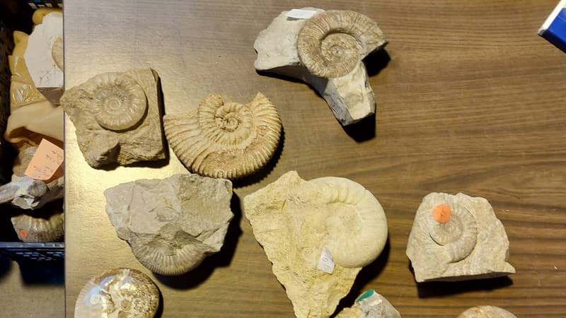 Des ammonites, fossiles de plantes, poissons, oursins, rostres d'animaux et trilobites ont été saisis.