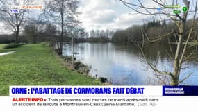 Orne: la préfecture autorise l'abattage de cormorans à Pervenchères
