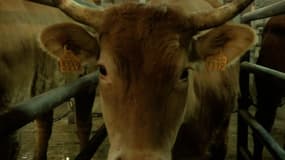 E. coli dans l’Aisne:  le lien avec plusieurs boucheries confirmé