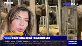 Engelures, maladies, chutes... Que risquent les animaux des zoos avec le froid?