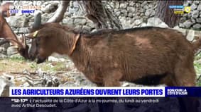 Côte d'Azur: de nombreuses fermes ont ouvert leurs portes aux visiteurs le temps d'un week-end