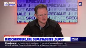 Le Kochersberg est le "carrefour européen du loup", selon un spécialiste alsacien