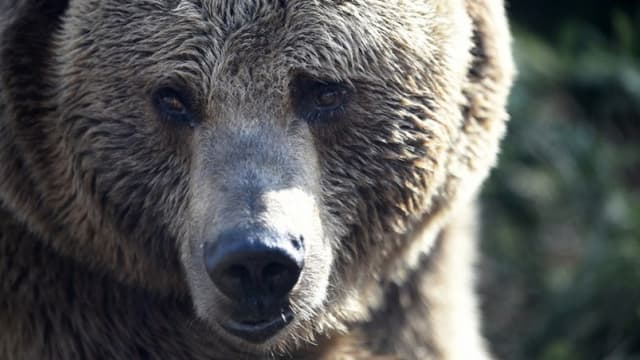 Portrait d'un ours brun (image d'illustration) - - JEAN CHRISTOPHE VERHAEGEN / AFP