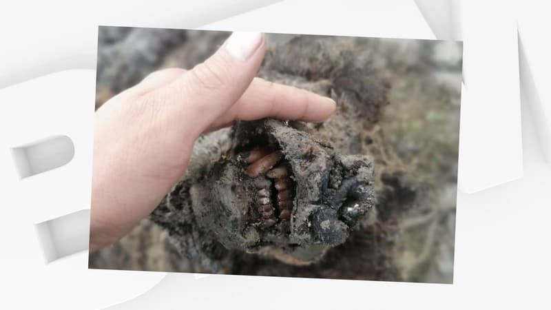 L'animal appartenait à une espèce qui a disparu 15.000 ans avant notre ère.