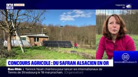 À la rencontre d'une productrice de safran alsacien, récompensée au Salon de l'agriculture