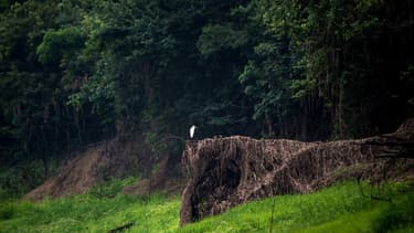 Le Brésil compte la plus vaste surface amazonienne du continent américain.