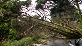 Des arbres couchés par la tempête Ciaran (photo d'illustration).