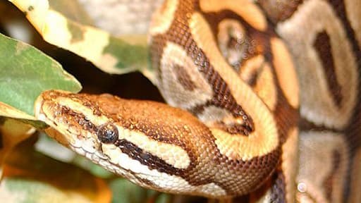 Les enfants auraient été étranglés par le serpent, une version "difficile à croire" pour les spécialistes