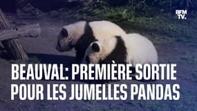Les images de la première sortie à l'extérieur des jumelles pandas du Zoo de Beauval