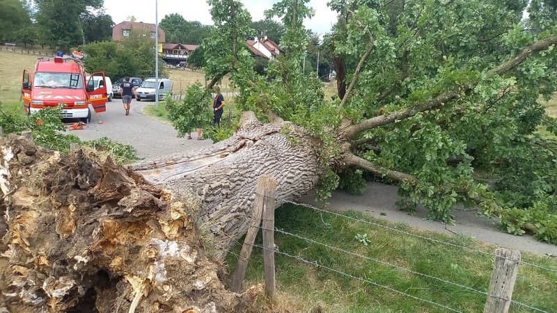 L'arbre est tombé, ce dimanche.