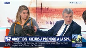 Adoption: cœurs à prendre à la SPA