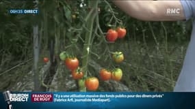 Production bio sous des serres chauffées: “Si on respecte le cycle naturel, on n'a pas de tomates françaises avant le 10 juillet” se défend un maraîcher 