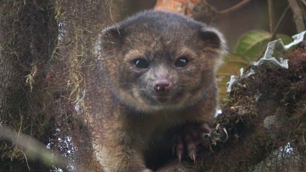 L'olinguito est un lointain cousin des ratons laveurs.