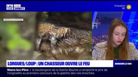 Lorgues: un chasseur ouvre le feu contre un loup, une enquête ouverte