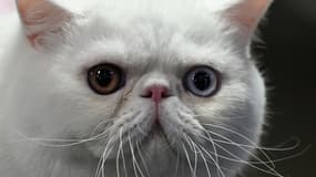 Un chat persan, lors de la VIIIe International Feline Cup, à Bogota (Colombie), le 20 août 2023 (images d'illustration).