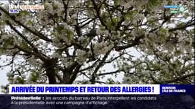 Île-de-France: retour des allergies avec l'arrivée du printemps