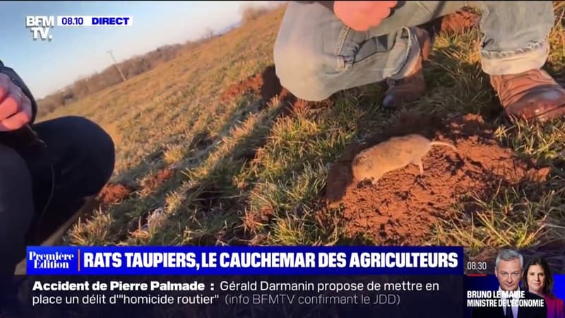 Les rats taupiers, le nouveau cauchemar des agriculteurs dans le Cantal