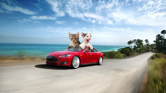 Chats en Tesla Model S Chats en Tesla Model S