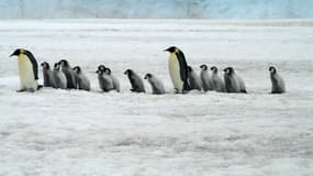 Une colonie de manchots empereurs. (Photo d'illustration)