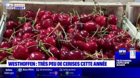 Bas-Rhin: très peu de cerises cette année à Westhoffen