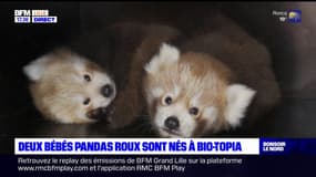 Dunkerque: les deux bébés pandas roux nés au parc Bio-Topia en juin se portent bien