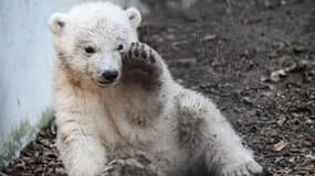 Une oursonne polaire nommée Kara, joue dans son enclos au parc zoologique et botanique de Mulhouse, dans l'est de la France, le 25 février 2021.
