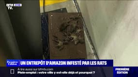 Un entrepôt d'Amazon infesté par des rats près d'Orléans