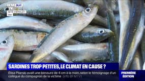 Sardines trop petites, le réchauffement climatique pourrait-il en être la cause ?