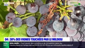 Alpes-de-Haute-Provence: des vignes touchées par le mildiou, un champignon parasite