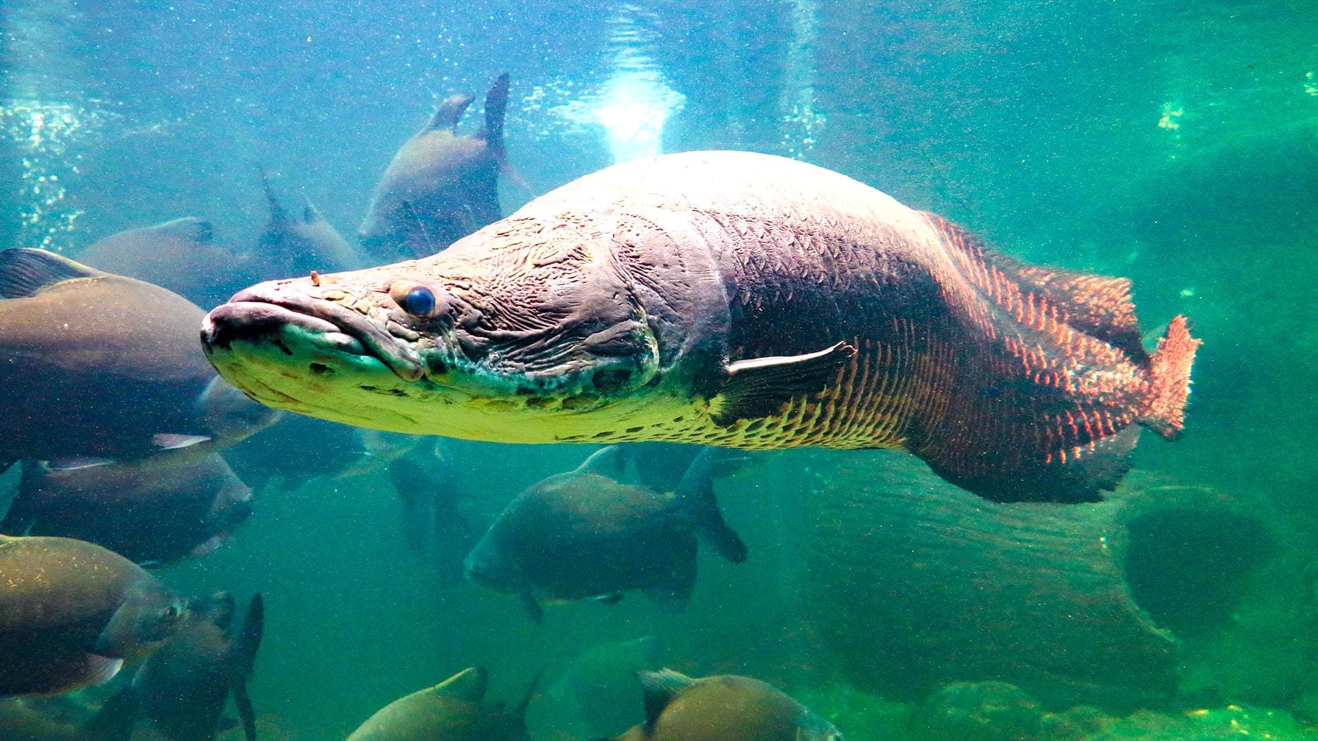 RIVER MONSTERS
