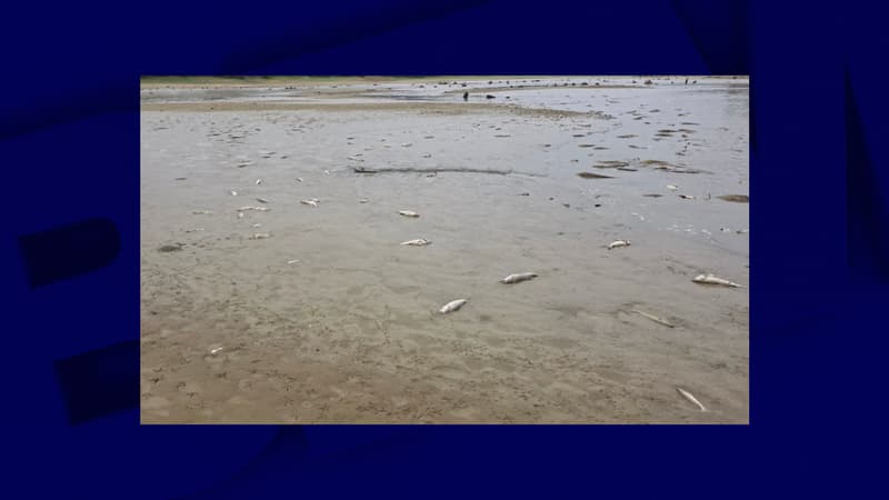 "Une catastrophe": des milliers de poissons retrouvés morts dans un lac des Landes