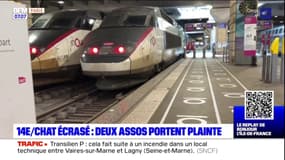 Chat mort écrasé par un TGV à Montparnasse: deux associations portent plainte