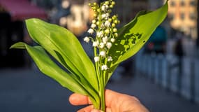 La fédération des maraîchers nantais estime que plus de 70% des 60 millions de brins de muguet habituellement vendus seront perdus cette année.