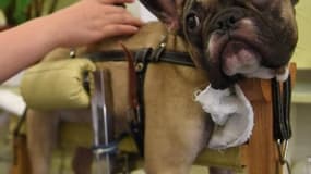 À Pékin, les chiens vont se détendre au spa
