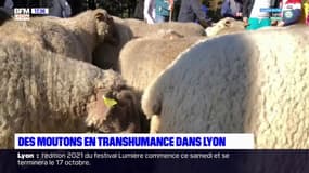 Des moutons en transhumance dans Lyon