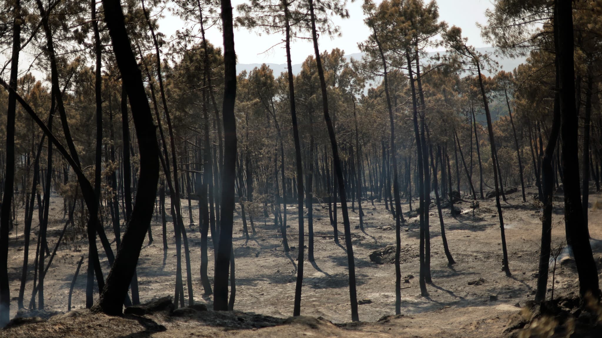 Une forêt ravagée par un incendie de forêt, photographiée sur la route reliant Casavieja à Mirajes, en Espagne, le 28 juillet 2026.