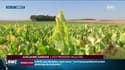 Le ministère de l'Agriculture introduit une dérogation pour l’utilisation d’un insecticide
